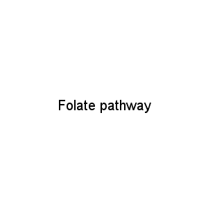 Folate pathway